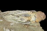 Cyathocrinites Crinoid Fossil - Crawfordsville, Indiana #94809-1